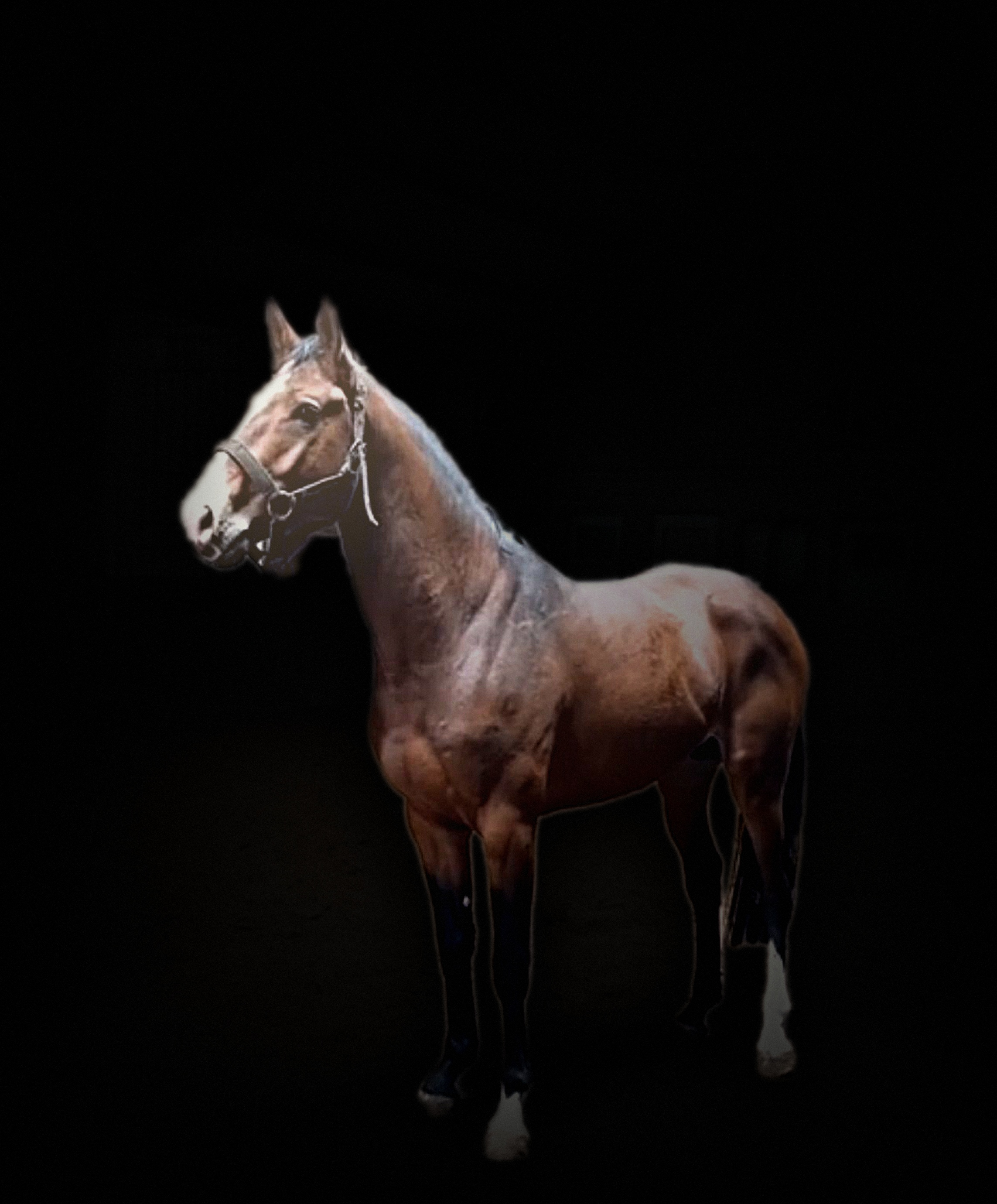 Umbrillio — caballo de competición de salto RASH Sport Horses (Irlanda)